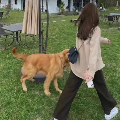 猫咪马汀